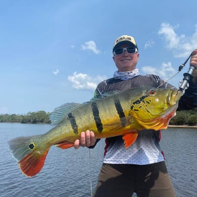 Pesca de tucunaré no Rio Negro